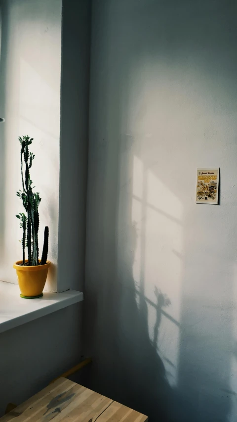 a potted plant sitting on top of a window sill, a polaroid photo, inspired by Elsa Bleda, unsplash contest winner, pale yellow walls, patchy cactus, in a museum room, low sun