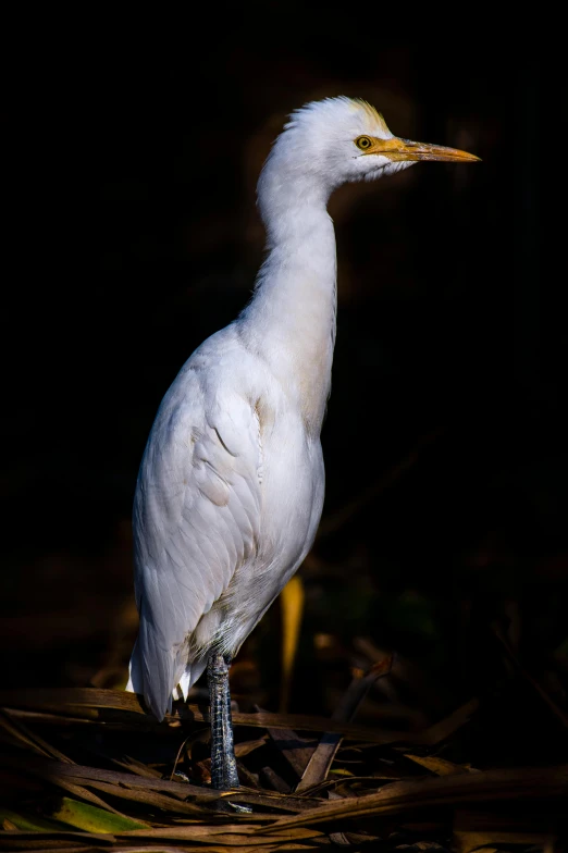 a white bird standing on top of a grass covered field, a portrait, by Peter Churcher, hurufiyya, taken in the night, albino, heron prestorn, large)}]