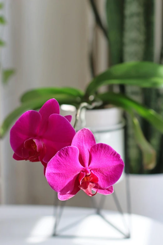 a close up of a flower in a vase on a table, overgrown with puffy orchids, hot pink, potted plant