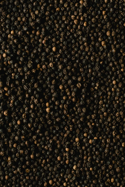 a pile of black pepper seeds, a digital rendering, by James Morris, trending on pexels, renaissance, seamless texture, paul barson, 3 2 x 3 2, panel of black