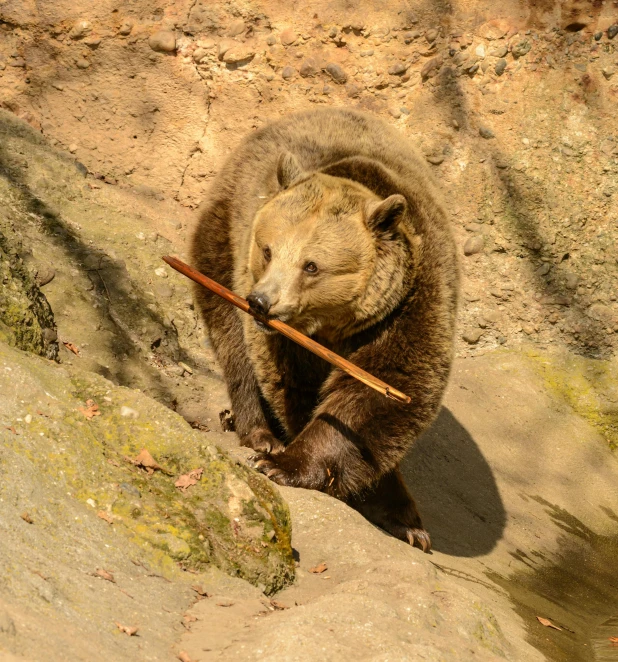 a brown bear holding a stick in its mouth, an album cover, by Adam Marczyński, pexels contest winner, renaissance, archeological discover, tan, shady look, working hard