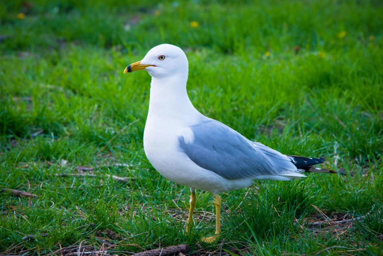 a bird that is standing in the grass, on a green lawn, seagulls, at a park, nature photograph