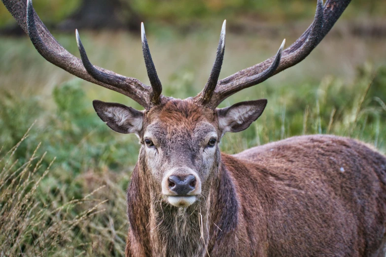 a deer that is standing in the grass