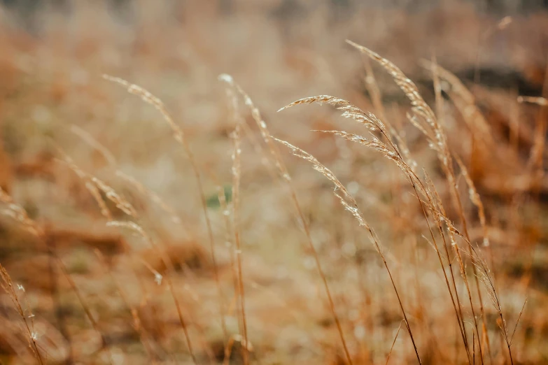 a bunch of tall grass in a field, inspired by Elsa Bleda, trending on pexels, visual art, background image, brown, small depth of field, instagram photo