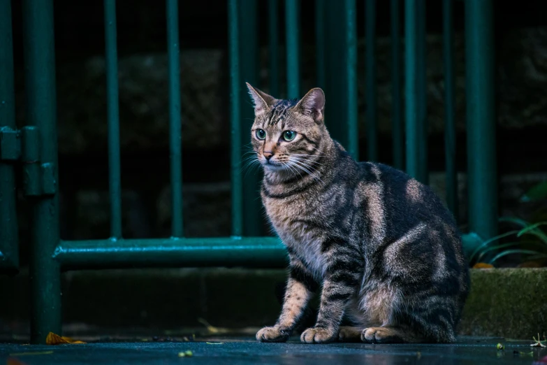 a cat sitting on the ground in front of a gate, a portrait, pexels contest winner, 7 0 mm dramatic lighting, multi - coloured, tabaxi male, getty images