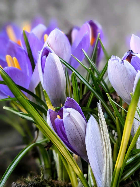 a close up of a bunch of purple flowers, slide show, early spring, with flowers and plants, warmly lit