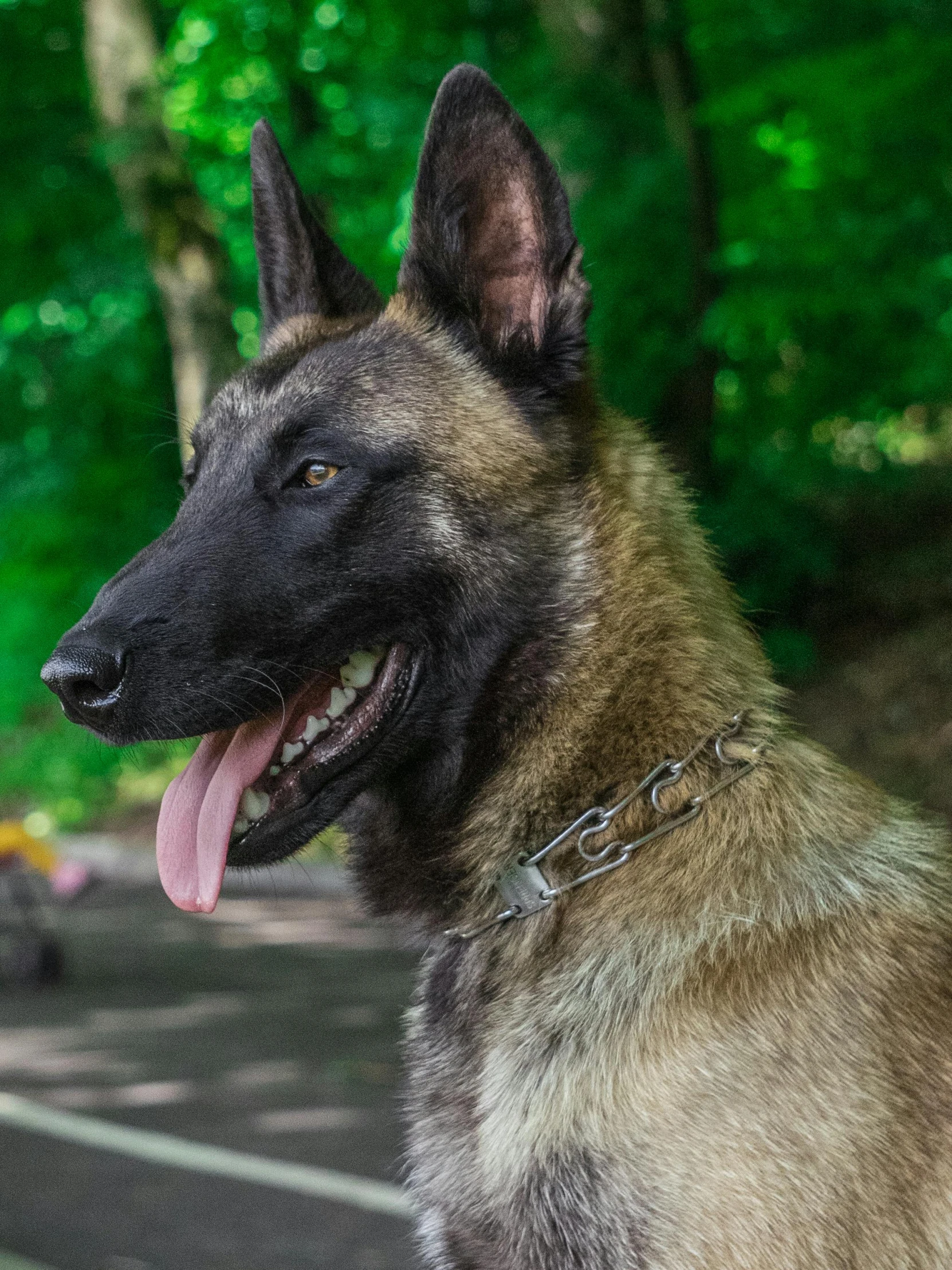 a brown and black dog sitting on the side of a road, steel choker, profile image, mad dog on a chain, portrait image
