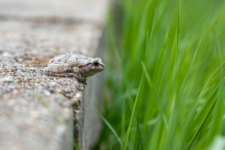 a small gray frog sitting on top of a cement wall, unsplash, renaissance, hiding in grass, left profile, reptil, outdoor photo