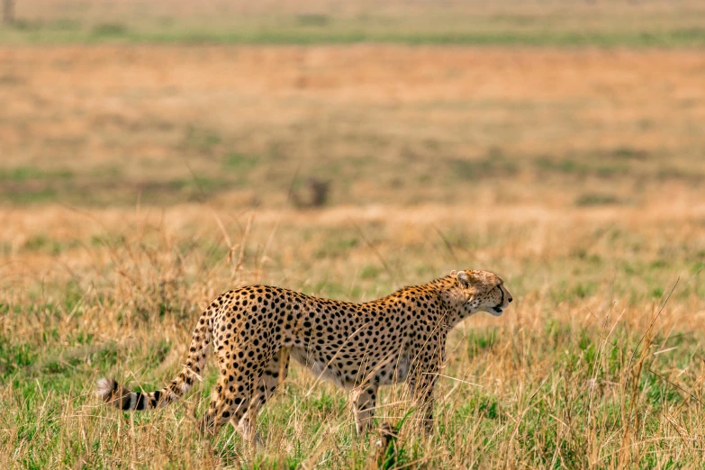 a cheetah standing in a field of tall grass, trending on unsplash, hurufiyya, fan favorite, mongezi ncaphayi, long shot from back, historical photo