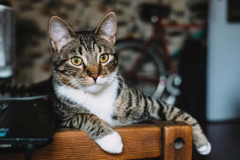 a cat sitting on top of a wooden desk next to a laptop computer, a portrait, pexels contest winner, cat riding a bicycle, gif, regal pose, guide