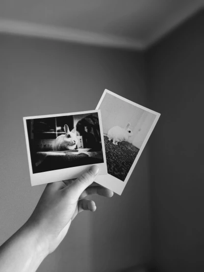 a person holding two polaroids in their hands, a polaroid photo, by Lucia Peka, unsplash, black and white cat, half bunny, selfie of a dog, profile image