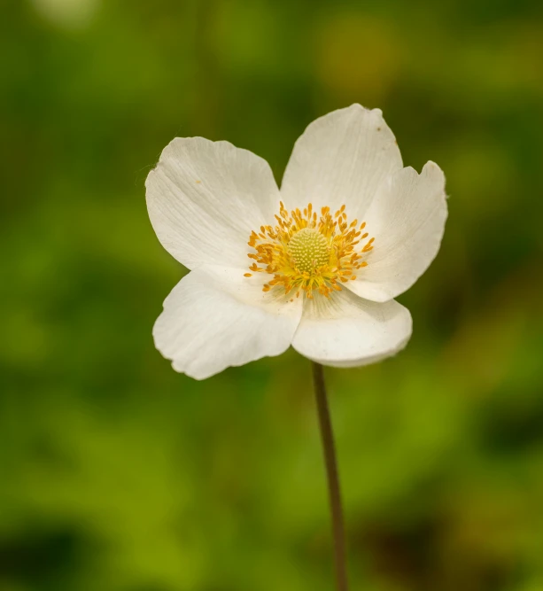 a close up of a white flower on a stem, by David Simpson, unsplash, anemone, in a woodland glade, medium format, close up front view