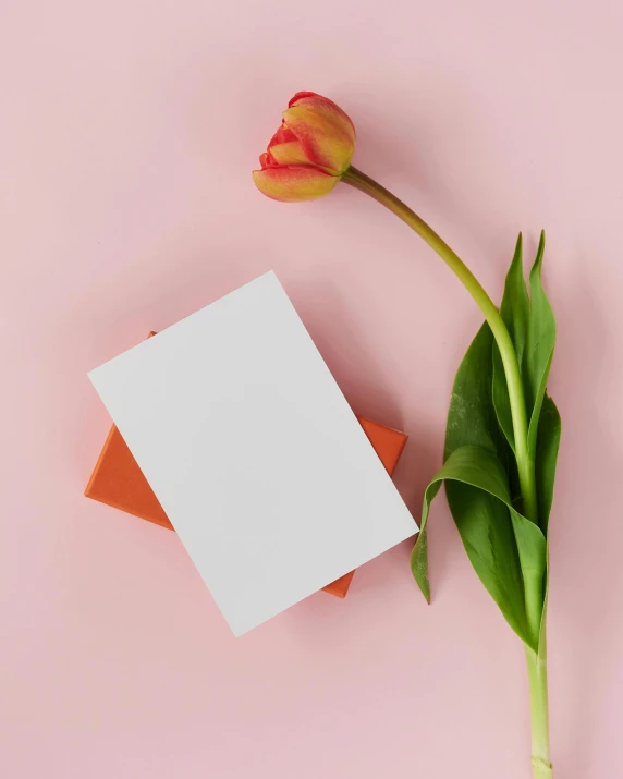 a red tulip and a white card on a pink background, by Julia Pishtar, trending on unsplash, made of all white ceramic tiles, orange and white, holding gift, square