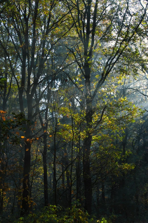 a red fire hydrant sitting in the middle of a forest, a picture, by Eglon van der Neer, unsplash contest winner, tonalism, panoramic shot, golden morning light, as seen from the canopy, indian forest