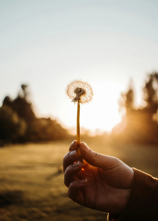 a person holding a dandelion in their hand, pexels contest winner, at sunrise in springtime, instagram post, gold hour light, high quality photo