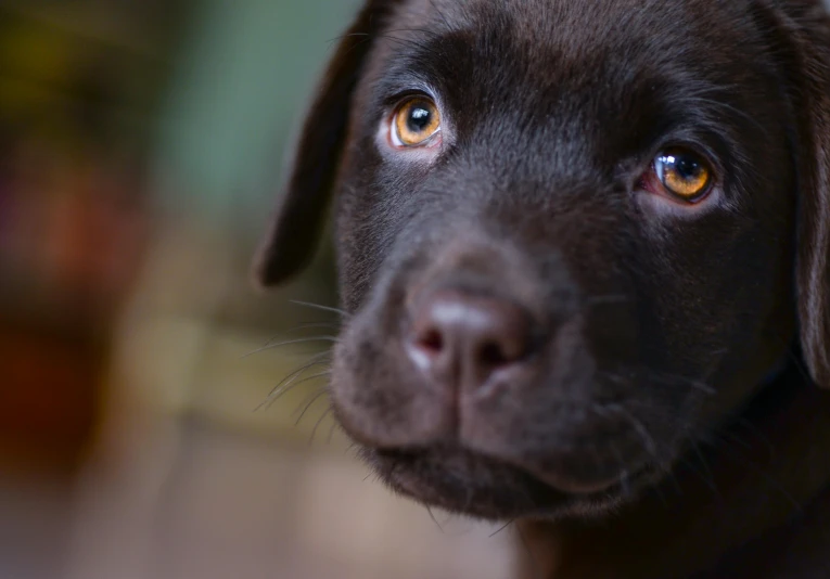 a close up of a dog's face with a blurry background, pexels contest winner, puppies, gazing dark brown eyes, lab in the background, closeup 4k