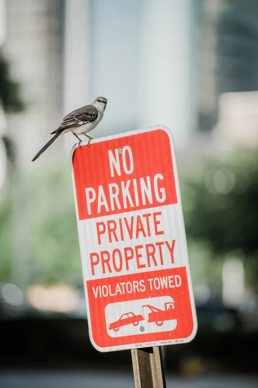 a bird sitting on top of a no parking sign, trending on pexels, private press, private moment, 1700s, grey, r/aww