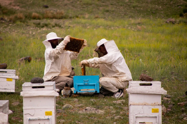 a couple of bees that are standing in the grass, by Julia Pishtar, pexels contest winner, hazmat suits, two aboriginal elders, mining, instrument