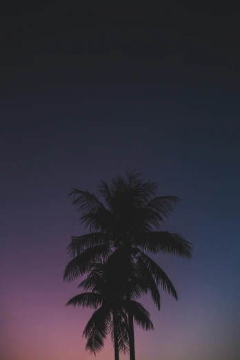 a silhouette of a palm tree at sunset, a picture, unsplash contest winner, postminimalism, ((purple)), night on a summer miami beach, lo - fi colors, multiple stories