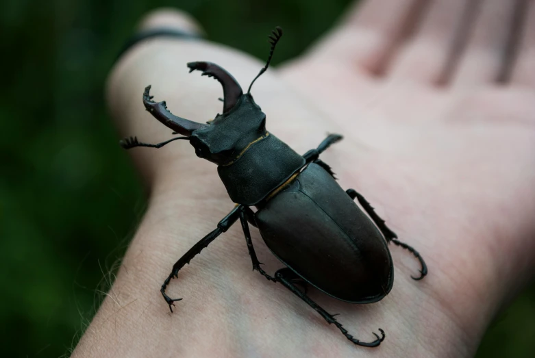 a close up of a person's hand holding a beetle, an album cover, by Adam Marczyński, pexels contest winner, stag beetle, matte black, miniature animal, a horned