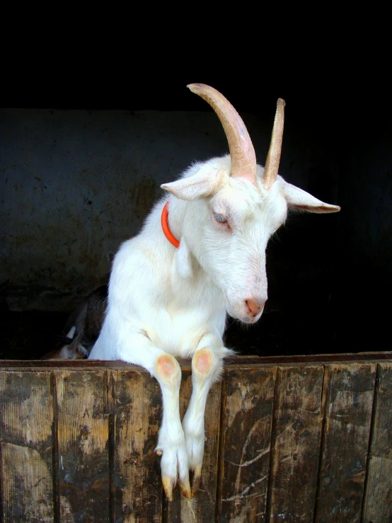 a goat sticking its head out of a wooden box, trending on unsplash, white and orange, taken in the 2000s, a pale skin, photograph credit: ap