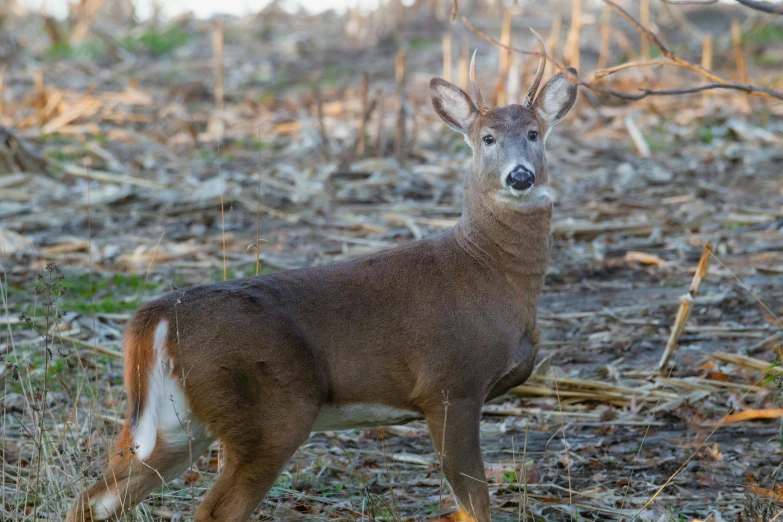 a deer that is standing in the grass, posing for a picture