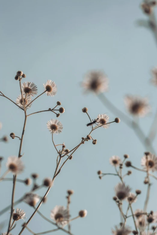 a bird sitting on top of a dry plant, inspired by Elsa Bleda, trending on unsplash, flannel flower, with branches reaching the sky, zoomed in shots, soft light - n 9