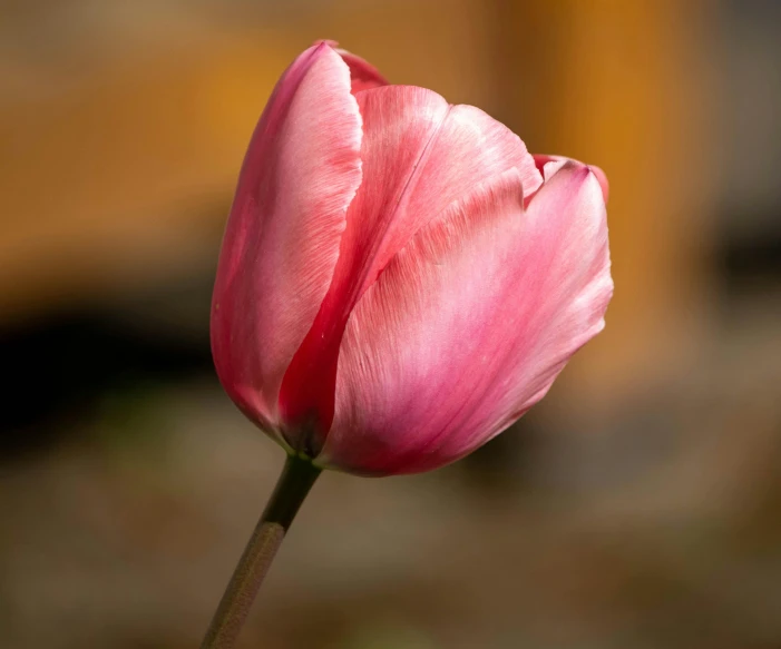 a close up of a pink flower on a stem, a picture, unsplash, tulip, high-resolution photo, pale red, single