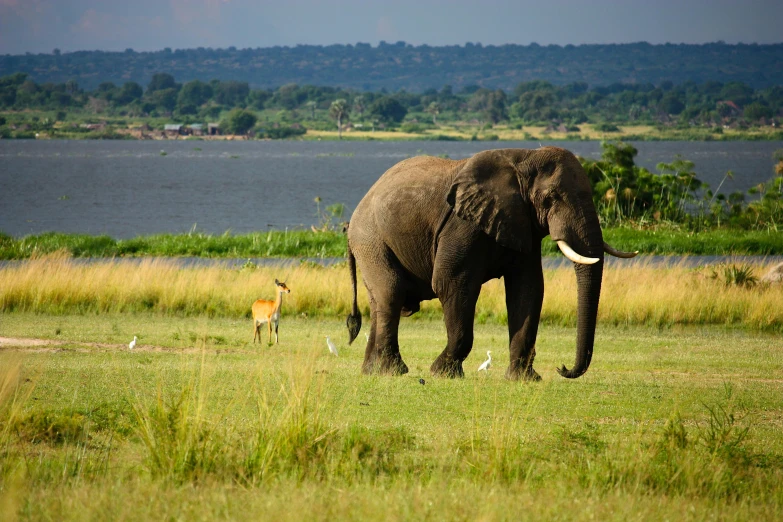 a large elephant walking across a lush green field, by Peter Churcher, pexels contest winner, hurufiyya, nile river environment, lake view, laura zalenga, with a brilliant