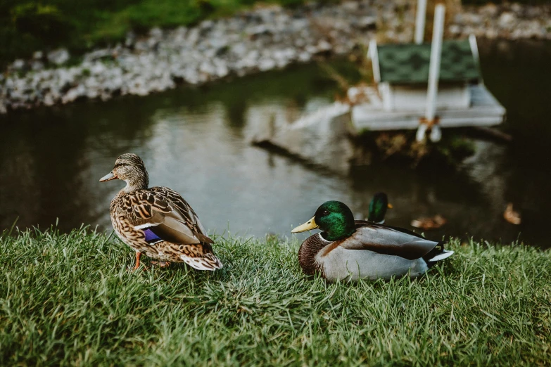a couple of ducks standing on top of a lush green field, pexels contest winner, renaissance, 🦩🪐🐞👩🏻🦳, garden pond scene, casual game, cottagecore