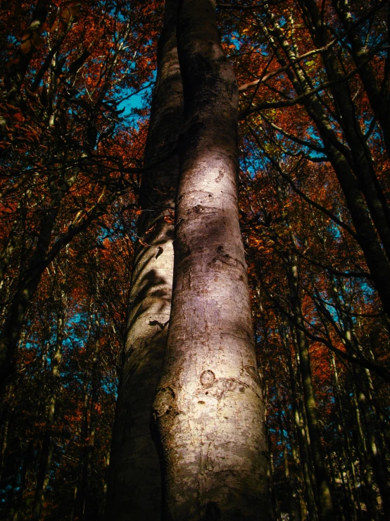 a tall tree in the middle of a forest, inspired by Elsa Bleda, art photography, red and blue back light, mouth in the bark, autum, vhs colour photography