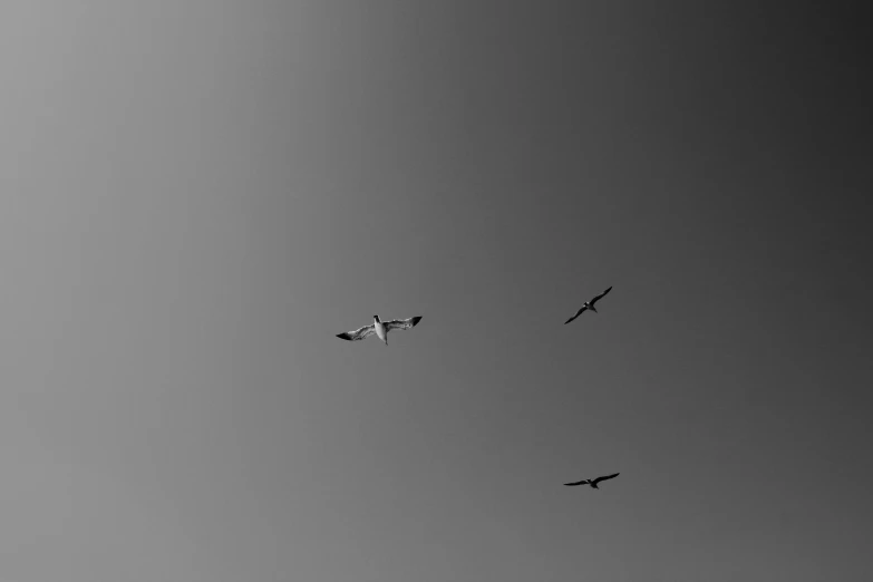 a flock of birds flying in the sky, a black and white photo, pexels, minimalism, three, birds f cgsociety, sky whales, birds eye photograph