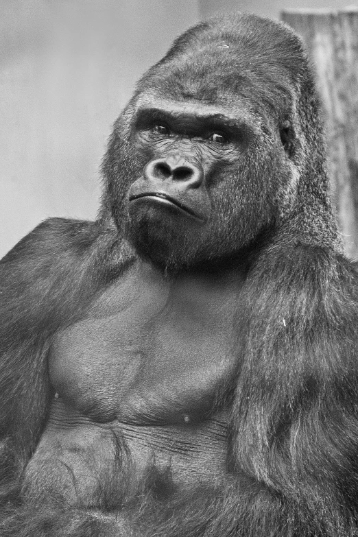 a black and white photo of a gorilla, black man, slightly muscular, looking content, reference images ( front