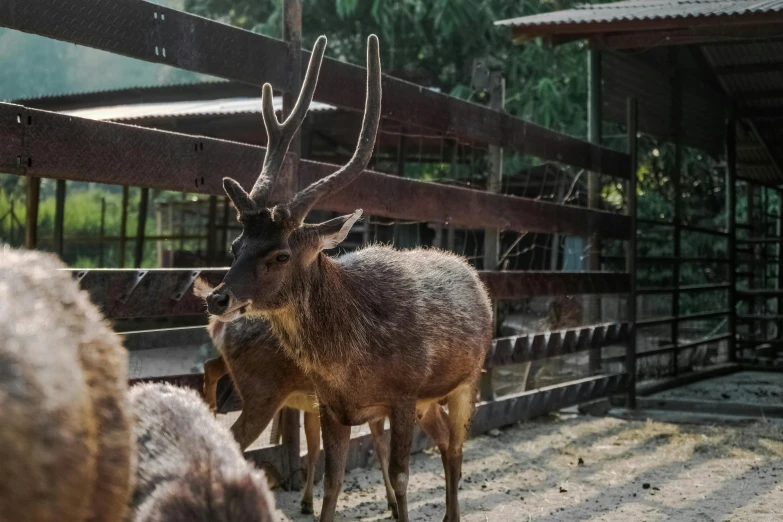 a couple of deer standing next to each other, pexels contest winner, sumatraism, petting zoo, 🦩🪐🐞👩🏻🦳, pov photo, malaysian