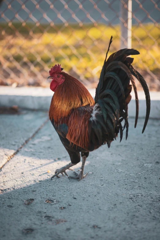 a rooster standing on a sidewalk next to a chain link fence, unsplash, large tail, evening sun, an afghan male type, slide show