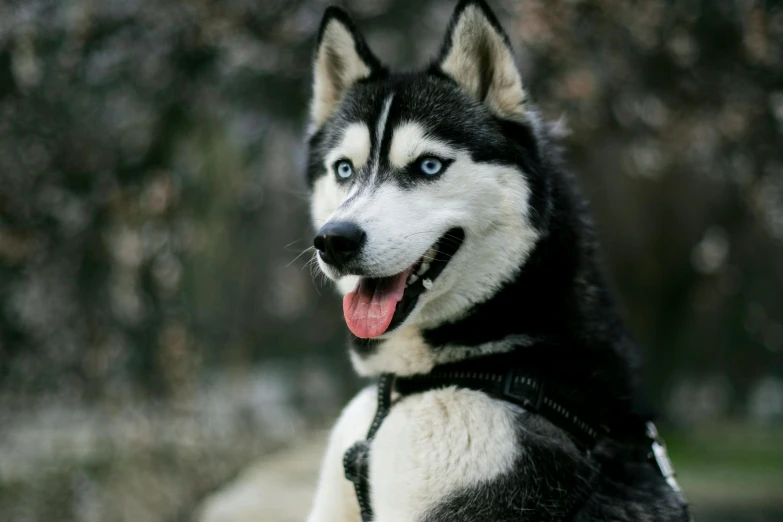 a close up of a dog with a frisbee in its mouth, a portrait, pexels contest winner, husky in shiny armor, black and blue eyes, today\'s featured photograph 4k, a painting of white silver