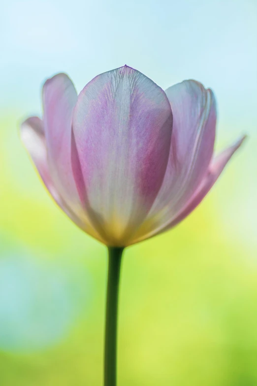 a close up of a pink flower with a blurry background, by Sven Erixson, tulip, soft blue and pink tints, grey, sunlit