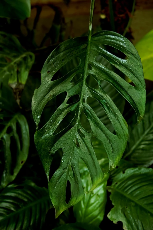 a close up of a plant with lots of green leaves, wet lush jungle landscape, highly polished, on a dark background, intricate features