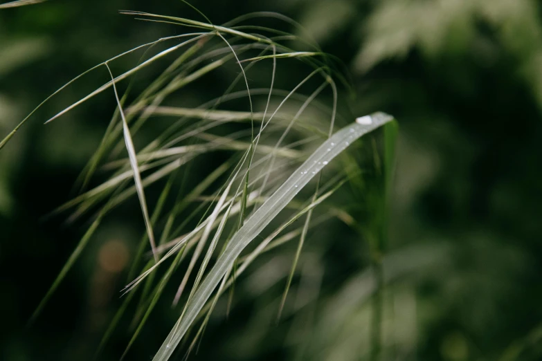 a close up of a plant with water droplets on it, unsplash, hurufiyya, hair waving in the wind, stylized grass texture, detailed product photo, ignant