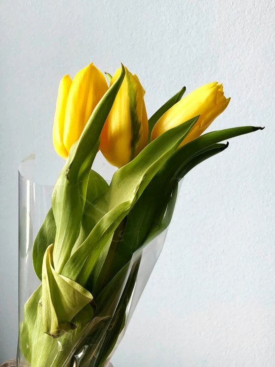 a vase filled with yellow tulips sitting on a table, on clear background, upon a peak in darien, 🍸🍋