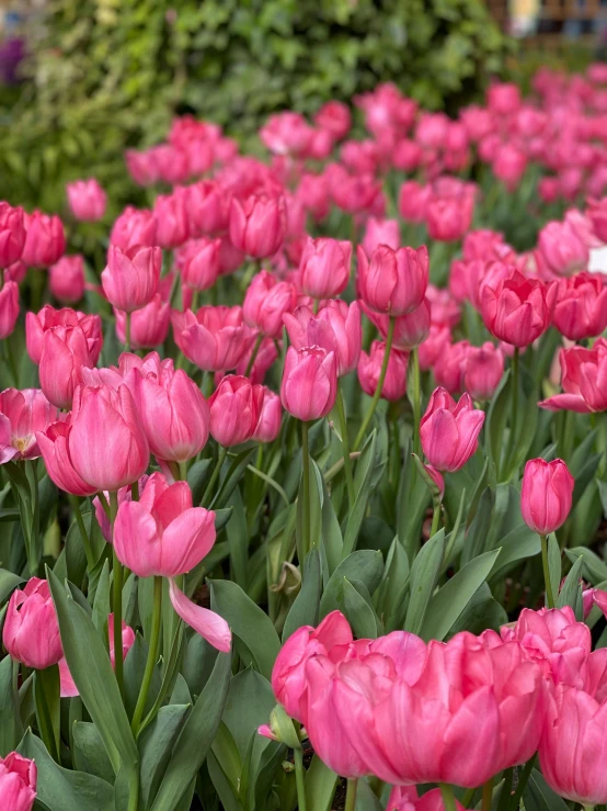 a bed of pink tulips in a garden, by Jan Tengnagel, fan favorite, ((pink)), uncrop, multilayer