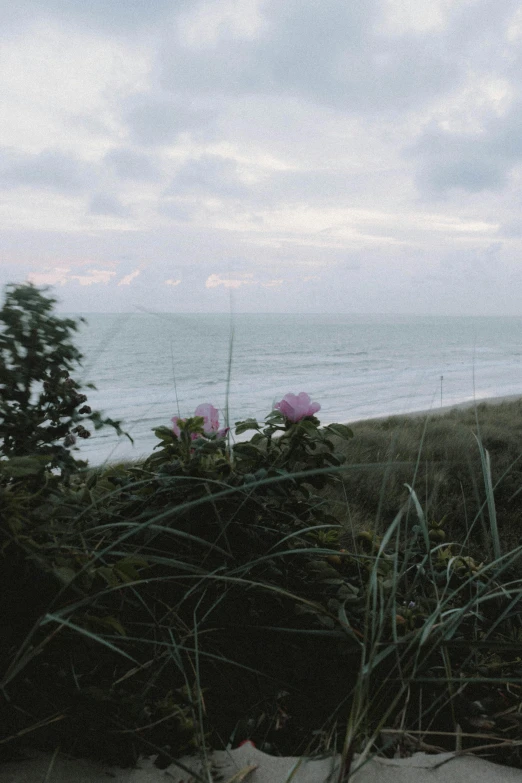 a red fire hydrant sitting on top of a sandy beach, unsplash, romanticism, cotton candy bushes, panorama distant view, omaha beach, 4 k photo autochrome