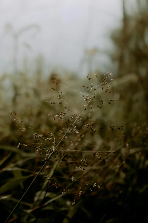 a yellow fire hydrant sitting on top of a lush green field, inspired by Elsa Bleda, unsplash, tonalism, hyperdetailed twigs and plants, muted brown, seeds, overcast bokeh - c 5