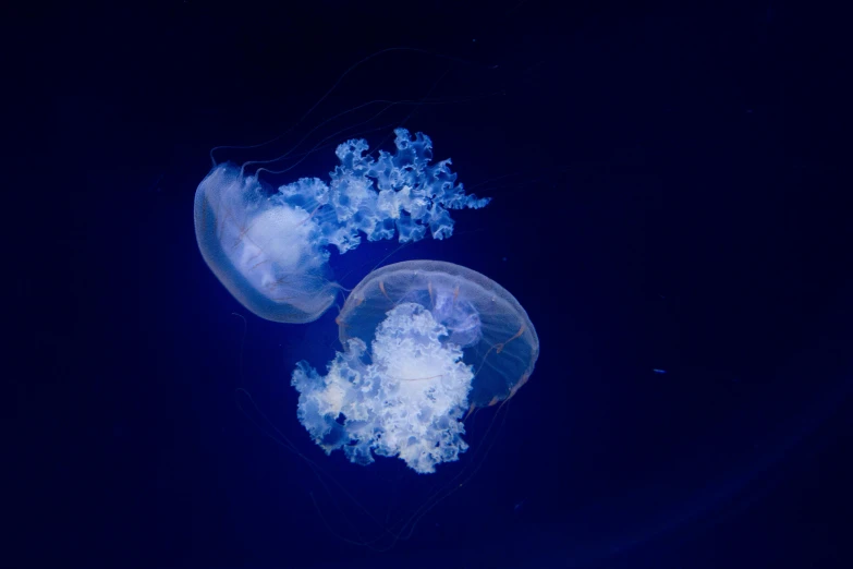 a couple of jellyfish floating on top of a body of water, deep in the ocean, slide show, jen atkin, high quality photo