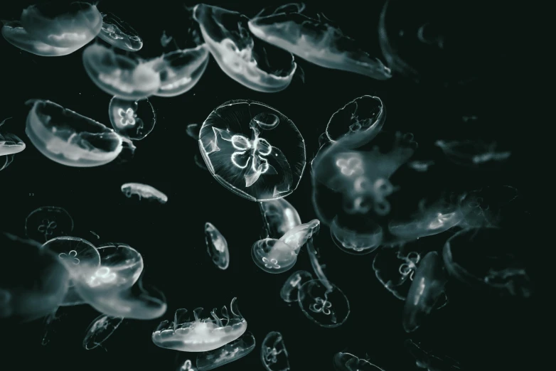 a bunch of jellyfish floating in the water, a black and white photo, unsplash contest winner, dimly glowing crystals, oozing bile ), 🦑 design, 2000s photo