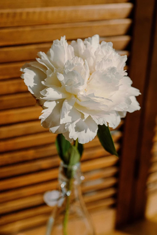 a single white carnation in a glass vase, inspired by Li Di, unsplash, arabesque, medium close shot, peonies, tall, rustic