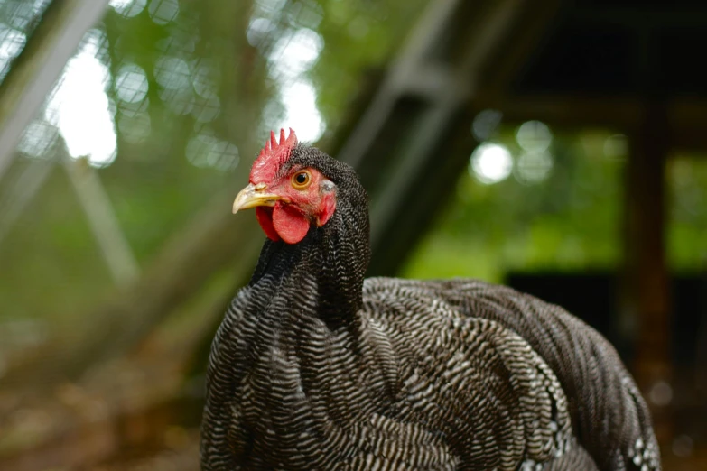 a close up of a chicken on a field, a portrait, unsplash, black, a wooden, portrait image