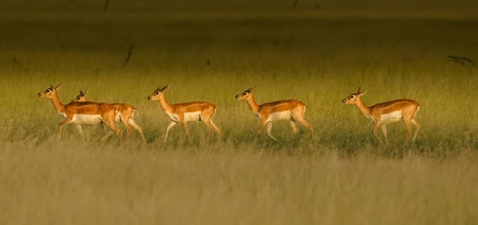 a herd of antelope walking across a lush green field, by Peter Churcher, pexels contest winner, soft evening lighting, hunting, minimalist, ilustration