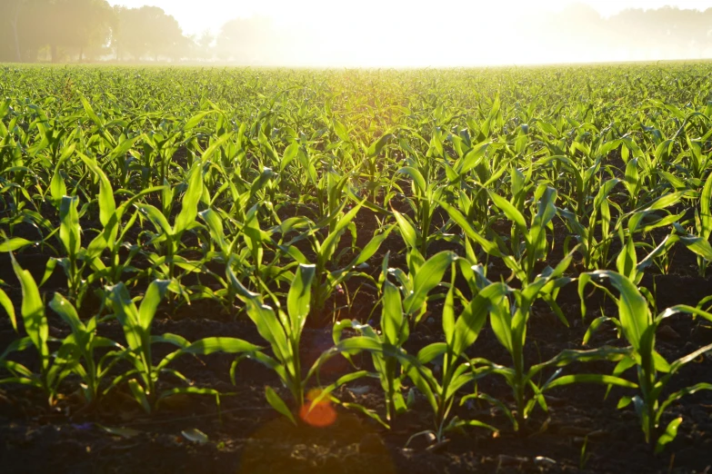 a corn field with the sun shining in the background, pexels, renaissance, green gas spreading across land, light and dark, organic matter, corn floating in ocean