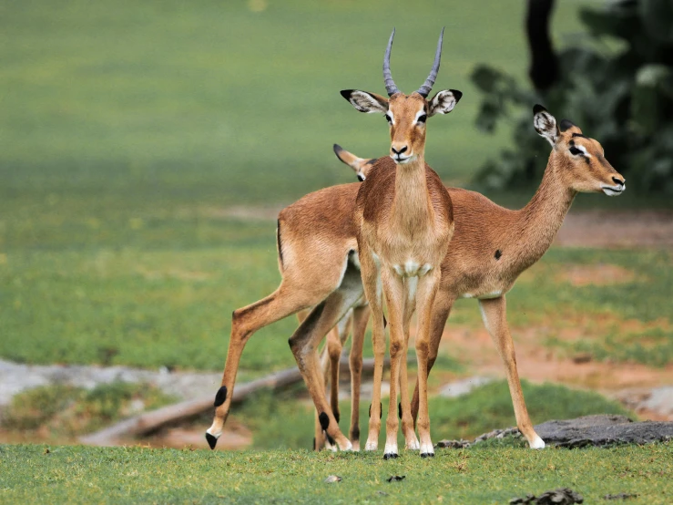 a couple of antelope standing on top of a lush green field, long limbs, three animals, zoomed in, sharandula